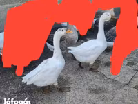 Geese — फ़ोटो 4