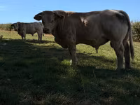Toro, Simmental cattle — foto 1