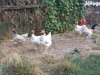 Chickens — الصورة 4