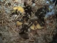 Ducks — الصورة 8