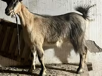Goat, Alpine goat — photo 1