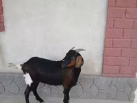 Koza, Nubian Goat — fotografija 4