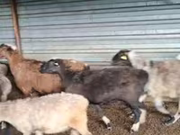 Ovan, Adal sheep — fotografija 2