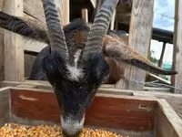 Ziege, Alpine goat — Foto 3