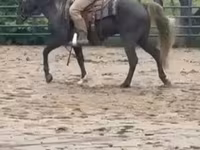 Pastuv, Rocky Mountain Horse — fotografija 8