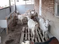 Kozioł, Kozy — zdjęcie 2