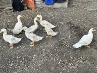 Ducks — zdjęcie 1