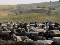 Brebis, Moutons — photo 4