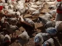 Chickens — Foto 7