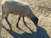 Oveja, Tsigai sheep — foto 2