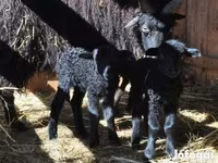 Widder, Racka sheep — Foto 5