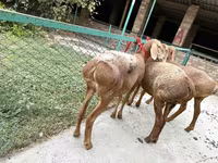 雌羊, Arashan sheep — 写真 4