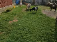 Cabro, Cabras — foto 4