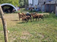 Ovan, Cameroon sheep — fotografija 1