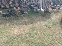 Turkeys — Foto 6
