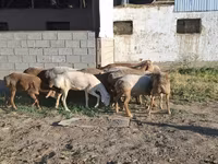 Ovce (partija, pol nije naveden), Merino sheep — fotografija 1