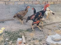 Ajam cemani — fotografija 3
