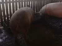 Sow, Pigs — photo 4