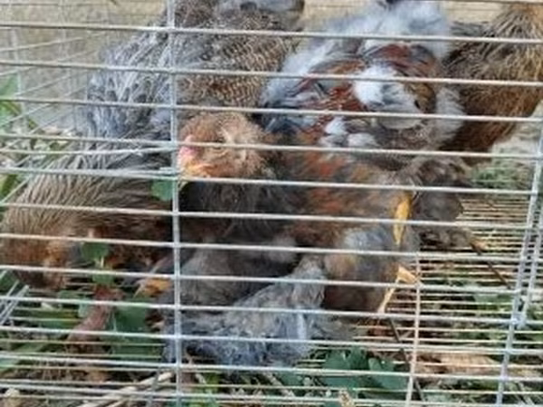 Brahma