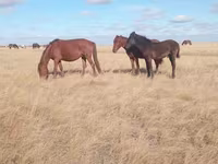 Kobyła, Horse breed — zdjęcie 4
