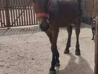 Kobyła, Konie — zdjęcie 1