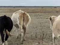 Krowa, Latvian Blue cattle — zdjęcie 2