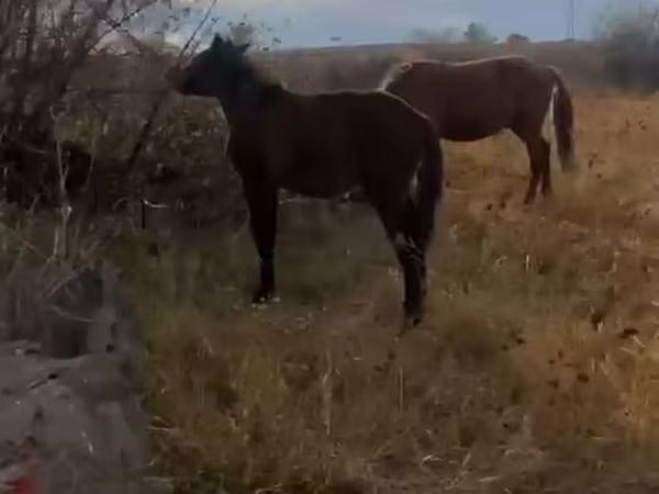 Cavalo, Cavalos