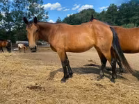 Toychoq, Nonius horse — 3-rasm