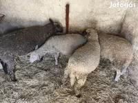 母羊, Sheep — 照片 3