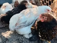 Pekinška bantam — fotografija 1