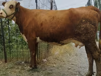 Vache, Simmental cattle — photo 8