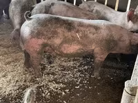 Cerdos (lote, sexo no especificado), Cerdos — foto 2