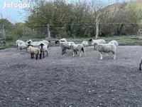 公羊, White Suffolk sheep — 照片 3