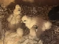 Silkie — zdjęcie 3