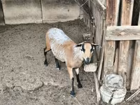 Ram, Cameroon sheep — photo 1