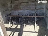 Guinea fowl — photo 6