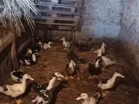 Ducks — Foto 1