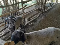 أغنام (دفعة، الجنس غير محدد), Merino sheep — الصورة 2