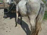 Caballo, Hungarian horse breed — foto 3