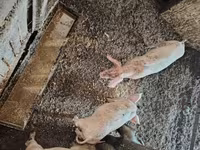 Pigs (batch, sex not specified), Pigs — photo 5