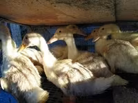 Chickens — zdjęcie 2