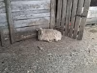Qoʻy, Racka sheep — 2-rasm