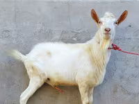 Jarac, Dutch Landrace goats — fotografija 1
