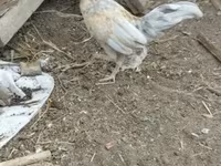 Chickens — foto 1