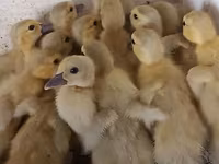 Ducks — fotografija 3