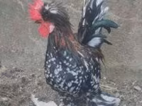 Chickens — 照片 5