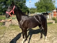 فرس, Dutch warmblood horse — الصورة 3