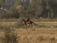 Kobila, French Trotter — fotografija 4