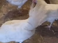 Leghorn — fotografija 5
