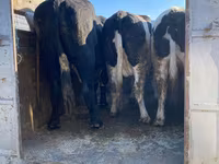 Toro, Russian Black pied cattle — foto 1